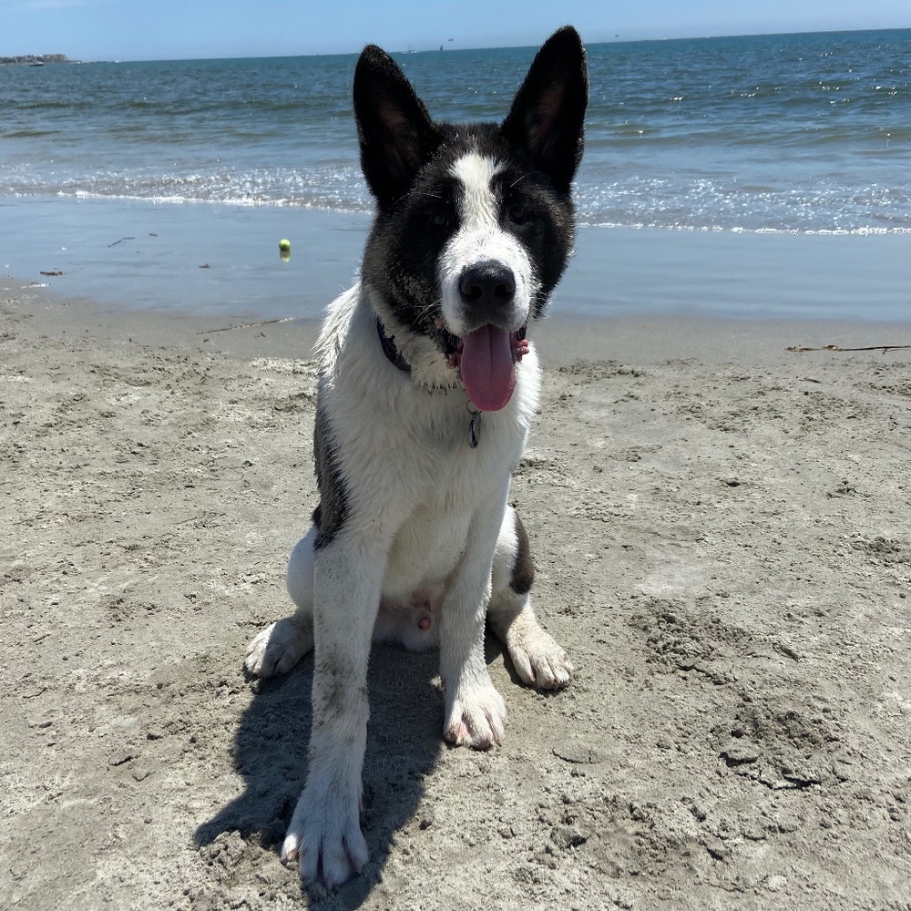 Meet your Posher, Sophia